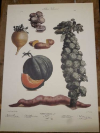 Botanische Prent Vilmorin -The Vegetable Garden- Groente Art Print nr15