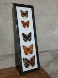 Opgezette Vlinders in Lijst - Assorti 5 Stuks