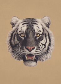Kaart Ansichtkaart Tijger - Tiger