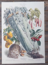 Botanische Prent Vilmorin -The Vegetable Garden - Groente Art Print nr39