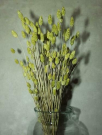 Bos Droogbloemen Gedroogde Kanariegras Phalaris Groen