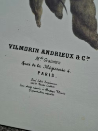 Botanische Prent Vilmorin -The Vegetable Garden- XL NR16