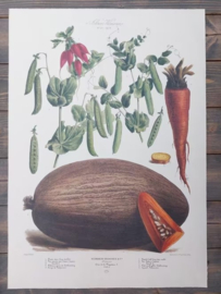 Botanische Prent Vilmorin -The Vegetable Garden - Groente Art Print nr29