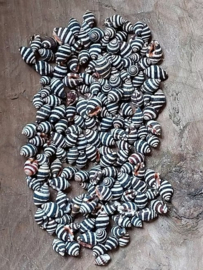 Pyrene Stripe Kleine Schelpjes 1-2 cm 150 st
