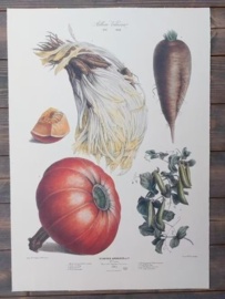 Botanische Prent Vilmorin -The Vegetable Garden - Groente Art Print nr17
