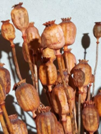 Gedroogde Bos Papaver Cognac Oranje Roest Droogbloemen