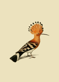 Kaart Ansichtkaart Hop Vogel - Hoopoe Bird