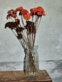 Gedroogde Bos Achillea Mini Droogbloemen Koraal Abrikoos