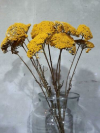 Bos Droogbloemen Gedroogde Achillea Geel