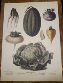 Botanische Prent Vilmorin -The Vegetable Garden- Groente Art Print nr14
