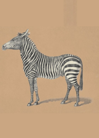 Kaart Ansichtkaart Zebra