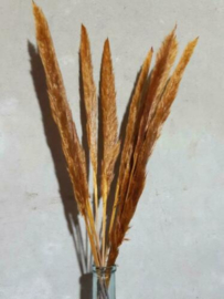 Gedroogde Mini Fluffy Pampas Grassen Droogbloemen Oranje Roest