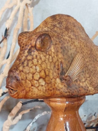 Oude Antieke Opgezette Koffervis Boxfish op Sokkel