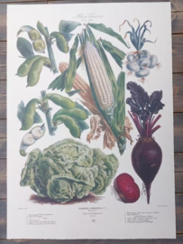 Botanische Prent Vilmorin -The Vegetable Garden - Groente Art Print nr31