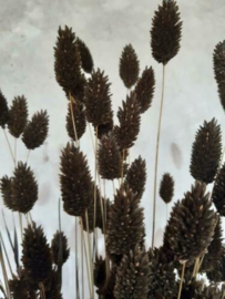 Gedroogde Bos Phalaris Choco Bruin Droogbloemen Kanariegras