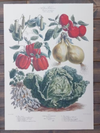 Botanische Prent Vilmorin -The Vegetable Garden - Groente Art Print nr38