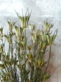 Bos Droogbloemen Gedroogde Nigella Orientalis