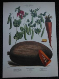 Botanische Prent Vilmorin -The Vegetable Garden - Groente Art Print nr29