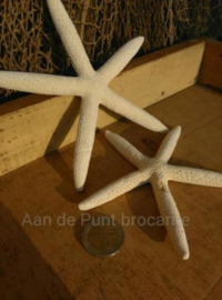 Zeester Finger Starfish 10-15 cm - per 3 stuks