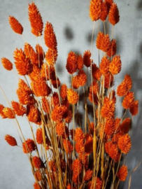 Gedroogde Bos Phalaris Oranje Droogbloemen Kanariegras