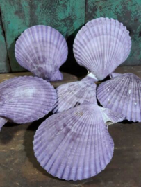 Pecten Nobilis Dubbel Paars Grote Schelp 6-9 cm