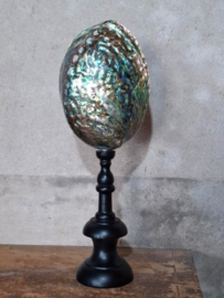 Haliotis Iris Gepolijst Abalone ( Paua ) Grote Schelp op Sokkel