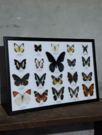 Opgezette Vlinders in Lijst - Assorti 20 Stuks 