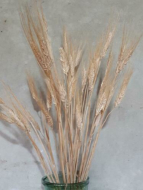 Bos Gedroogde Grassen Tarwe Droogbloemen Blond Beard