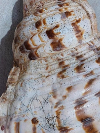 Grote Triton Tritonshoorn Trompetschelp Grote Schelp 38 cm