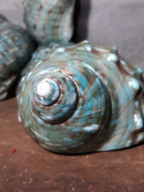 Turbo Marmoratus Groen Turquoise Jade 8-10 cm Grote Schelp