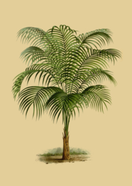 Kaart Ansichtkaart Palmboom - Palmtree