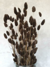 Gedroogde Bos Phalaris Choco Bruin Droogbloemen Kanariegras