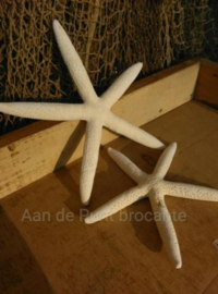 Zeester Finger Starfish 16-19 cm - per 3 stuks