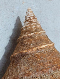 Syrinx Aruanus Grote Schelp 38.5 cm Periostracum
