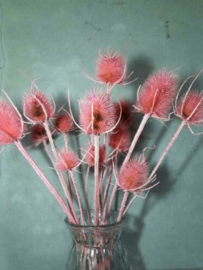 Bos Gedroogde Droogbloemen Kaardebol Distel Chardon Roze