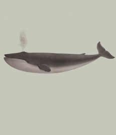 Kaart Ansichtkaart Walvis - Whale