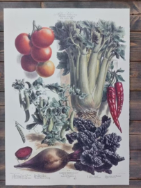 Botanische Prent Vilmorin -The Vegetable Garden - Groente Art Print nr41