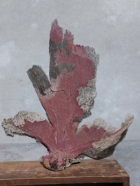 Oude Antieke Roze Zeewaaier - Gorgonian - Black Sea Fan