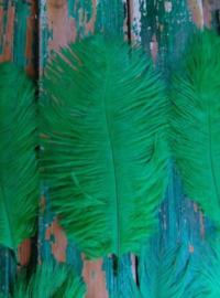 Set Struisvogelveren 10 stuks 15-20 cm - Donker Groen