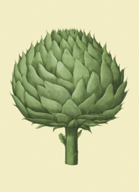 Kaart Ansichtkaart Artisjok - Artichoke