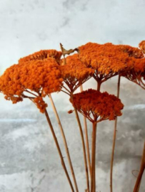 Bos Droogbloemen Gedroogde Achillea Oranje