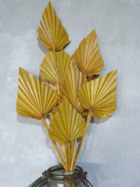 Gedroogde Droogbloemen Palmblad Palm Speer 5st Geel