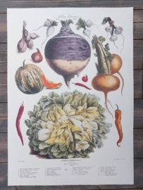 Botanische Prent Vilmorin -The Vegetable Garden - Groente Art Print nr24