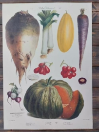 Botanische Prent Vilmorin -The Vegetable Garden - Groente Art Print nr8