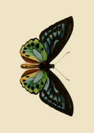 Kaart Ansichtkaart Vlinder Blauw 