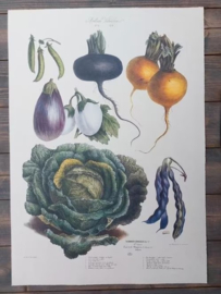 Botanische Prent Vilmorin -The Vegetable Garden - Groente Art Print nr21