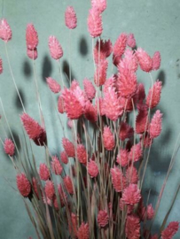 Gedroogde Bos Phalaris Roze Droogbloemen Kanariegras