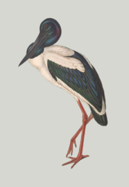 Kaart Ansichtkaart Kraanvogel - Blue Stork