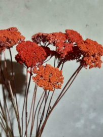 Gedroogde Bos Achillea Mini Droogbloemen Koraal Abrikoos