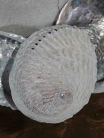 Abalone Parelmoer Ruw Grote Schelp 16-18 cm Haliotus